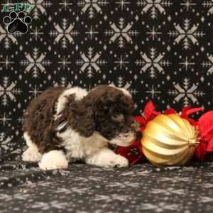 Undine, Toy Poodle Puppy
